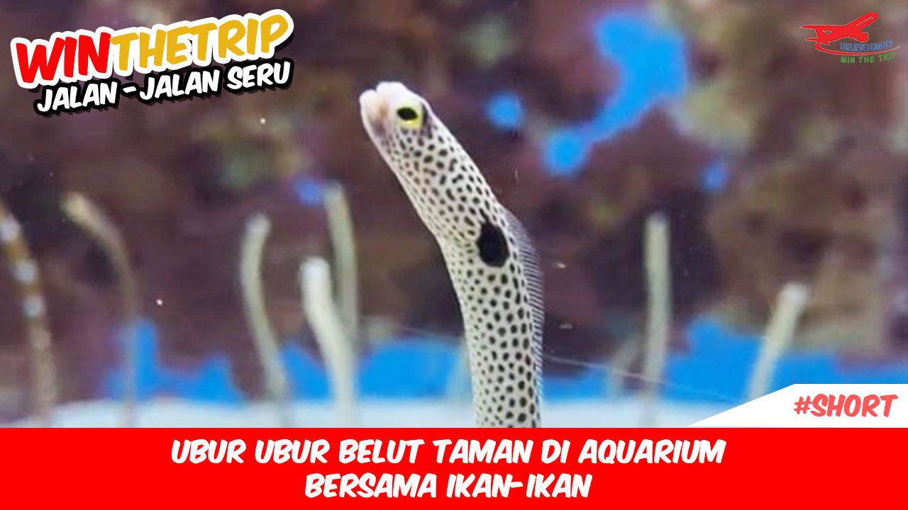 Ubur ubur belut taman di Aquarium