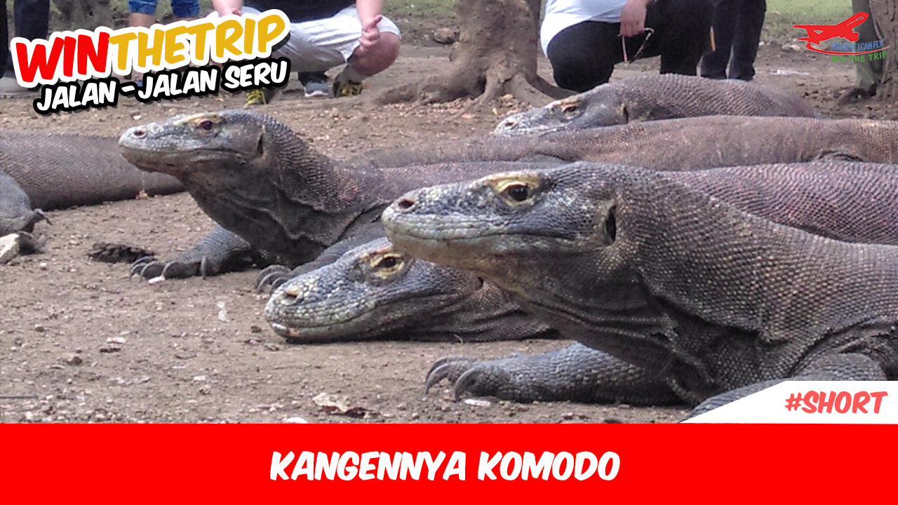 Kangennya Komodo