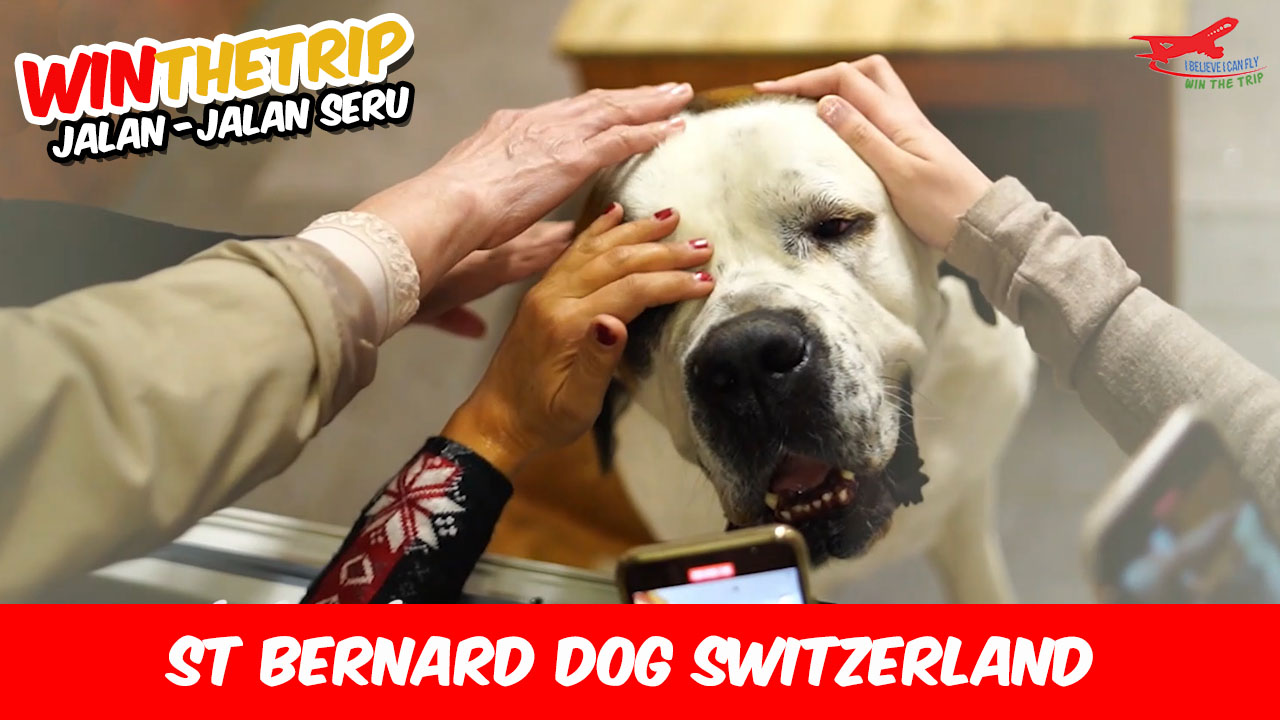 St Bernard Dog Switzerland