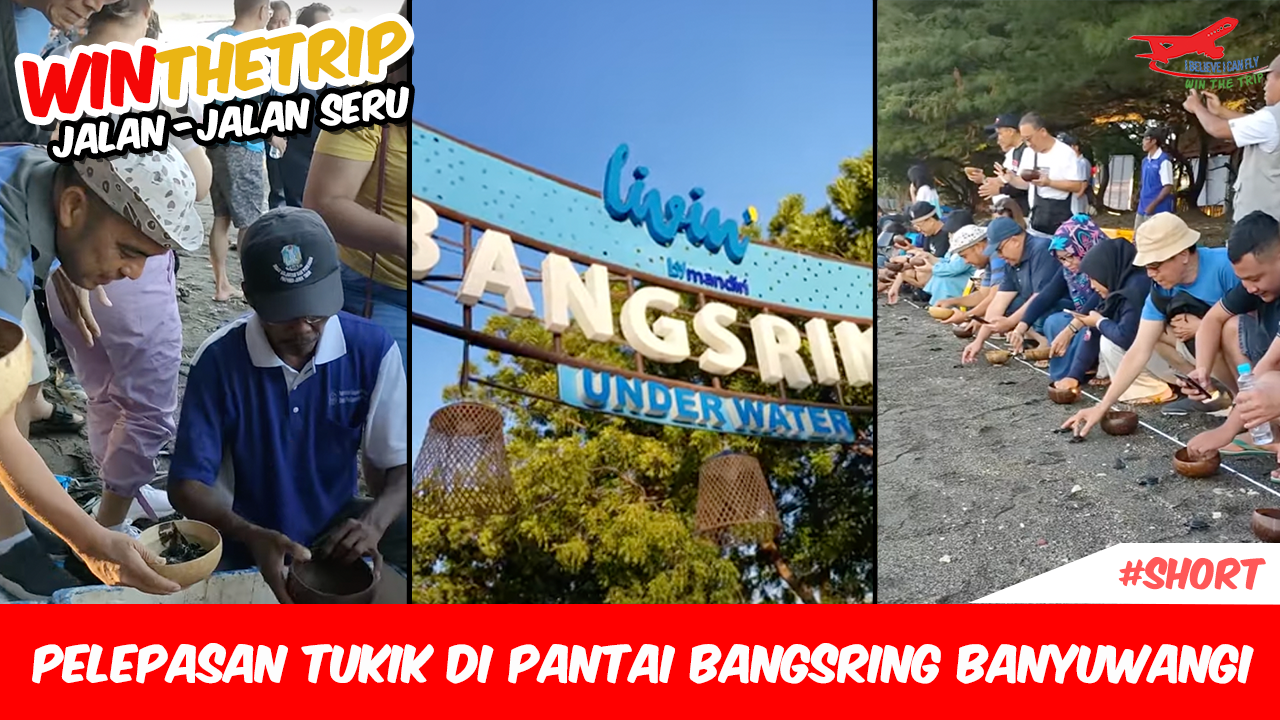 Pelepasan Tukik di Pantai Bangsring Banyuwangi #Short
