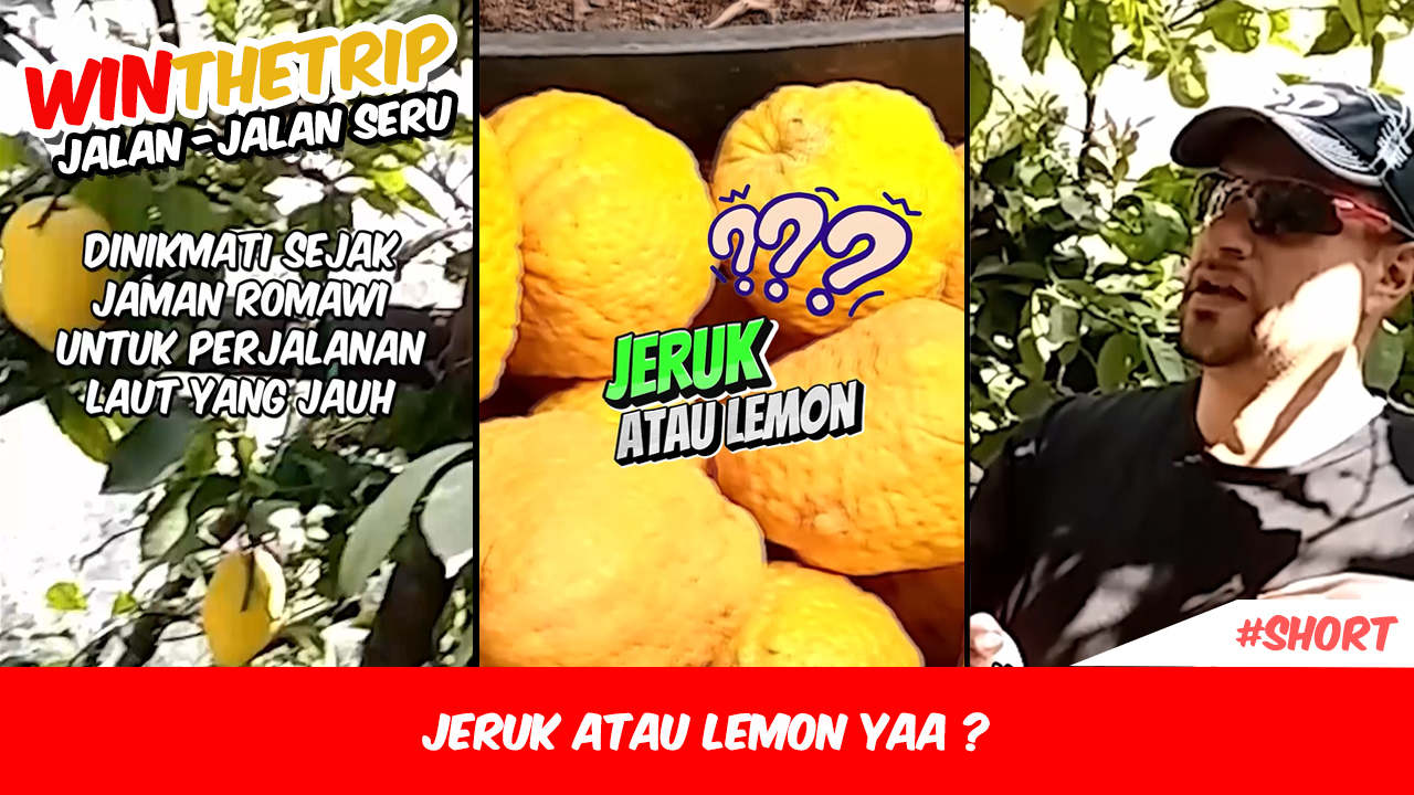 Jeruk Atau Lemon yaa