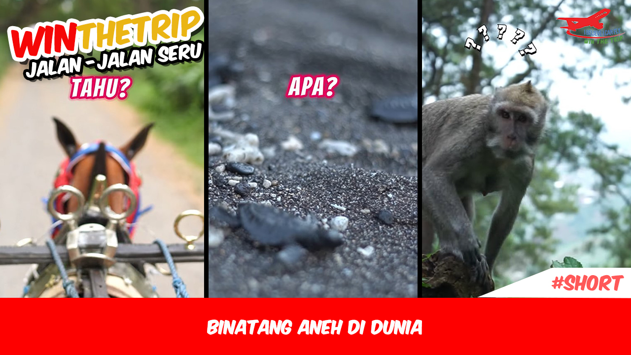 Binatang Aneh Di Dunia